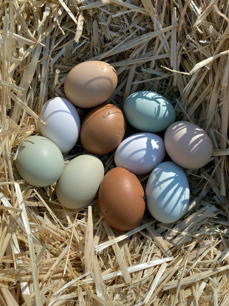 A pretty assortment from Eggcellence Inc | Photo courtesy Nate and Anna Smedts